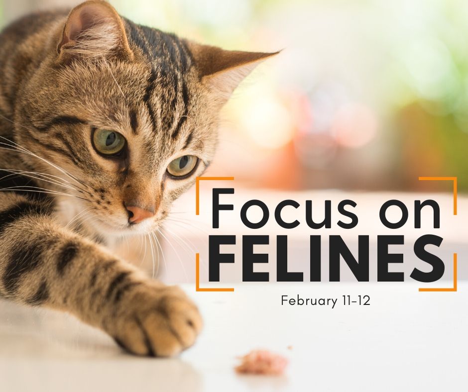 Focus on Felines