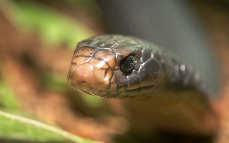 australia-dangerous-snakes-book-review