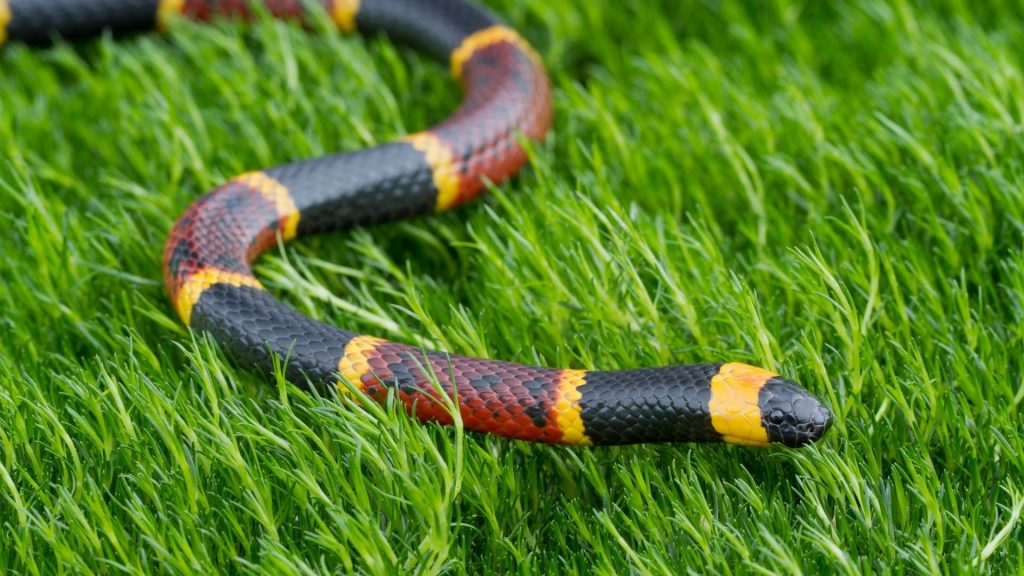 snakebit-coral-snake