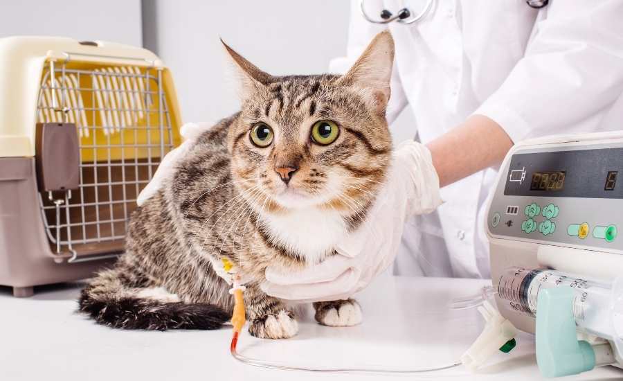 Fluid Therapy in Small Animal Practice 2022