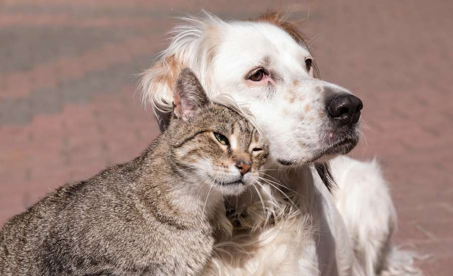 Caring for Pets of the Sick and Elderly