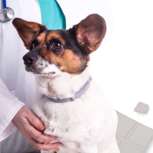 Updates in Small Animal Toxicology