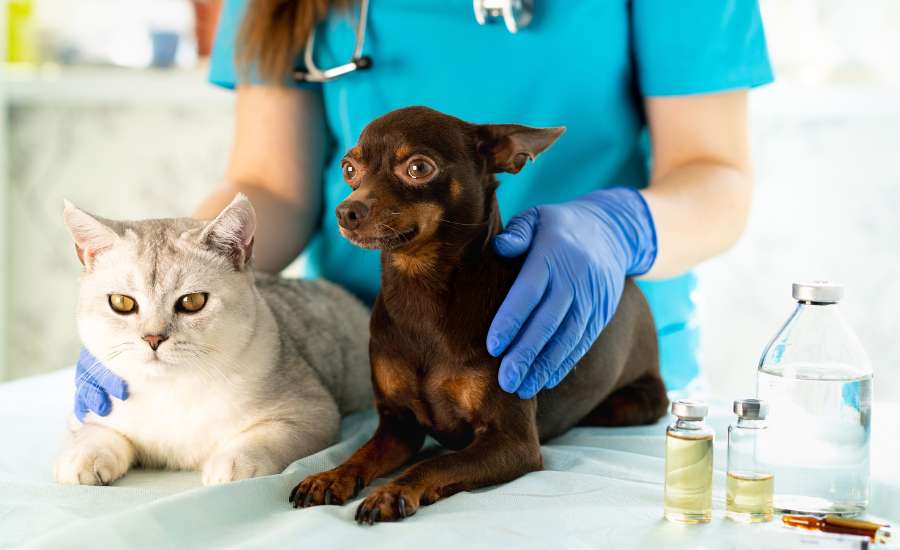 The Top 5 Anaesthetic Differences Between Cats and Dogs