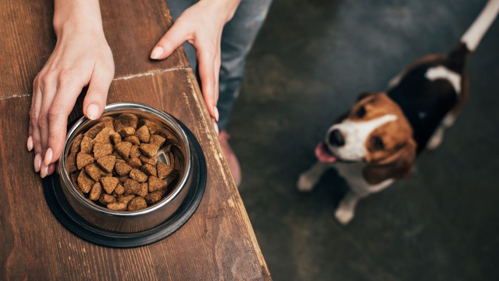 Insect-Based Pet Food